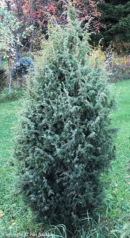 Juniperus communis 'Norrback', isopilarikataja